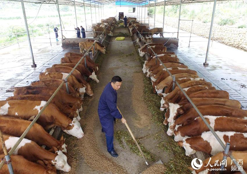 8月10日，在廣西柳州市融安縣泗頂鎮(zhèn)弘康生態(tài)養(yǎng)殖場，工作人員在喂養(yǎng)“西門塔爾”牛。（譚凱興-攝）