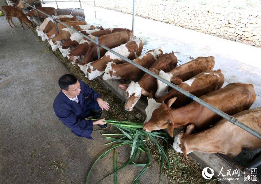8月10日，在廣西柳州市融安縣泗頂鎮(zhèn)弘康生態(tài)養(yǎng)殖場，技術(shù)員丁善勇在給“西門塔爾”牛喂養(yǎng)青飼料。（譚凱興-攝）