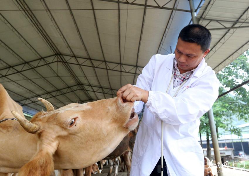 8月10日，在廣西柳州市融安縣泗頂鎮(zhèn)弘康生態(tài)養(yǎng)殖場，技術(shù)員丁善勇在檢查牛的健康狀況。（譚凱興-攝）