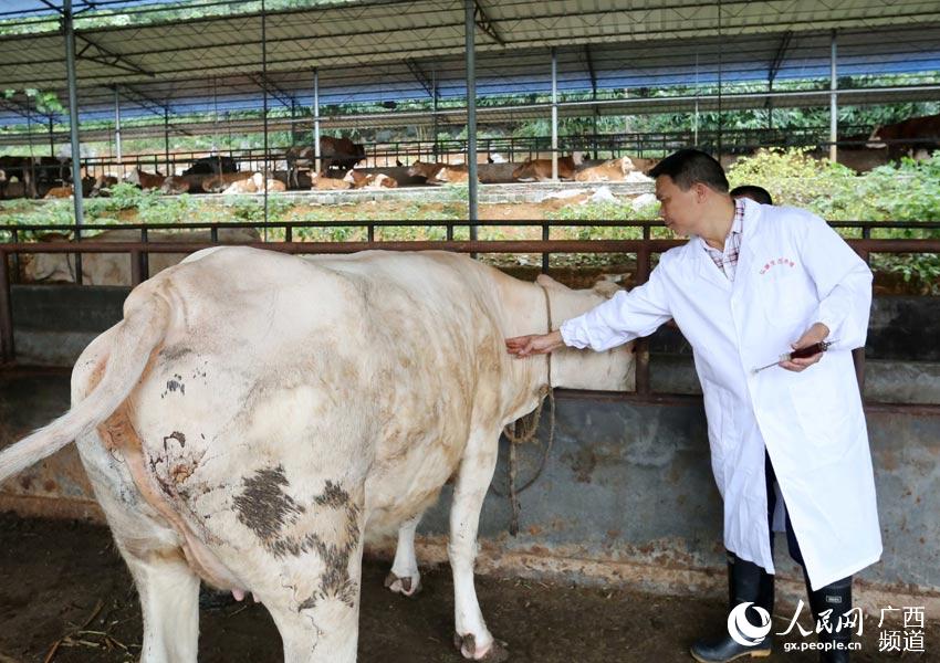 8月10日，在廣西柳州市融安縣泗頂鎮(zhèn)弘康生態(tài)養(yǎng)殖場，技術(shù)員丁善勇在給牛打防疫針。（譚凱興-攝）