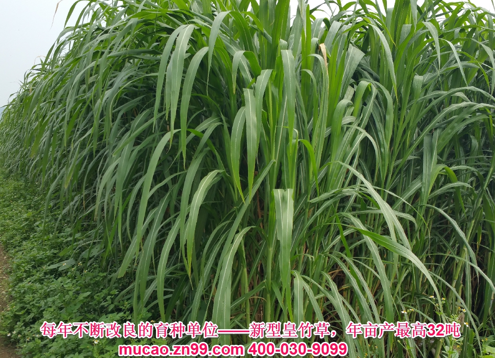 產量超高的牧草品種——新型皇竹草，熱研4號王草，產量超高的牧草品種，已經暫停推廣
