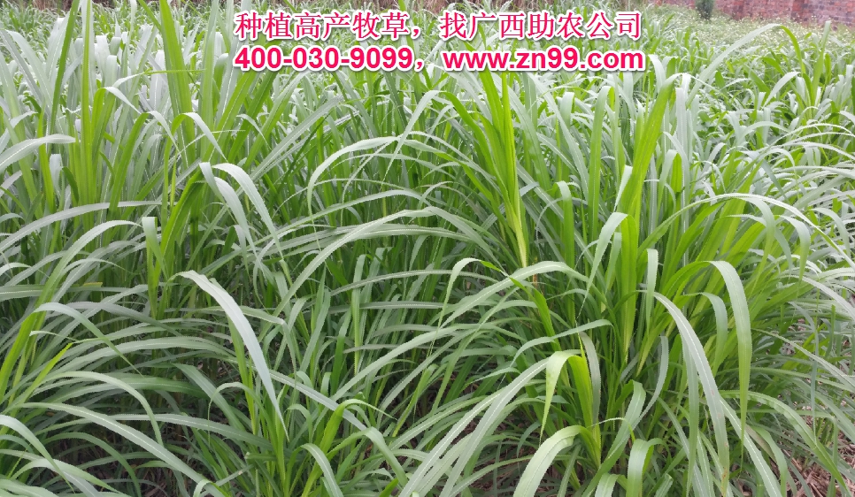 廣西助農2025年優質高產牧草品種報價一覽表，種植高產牧草，有效降低養殖成本，提高肉質提高效益！