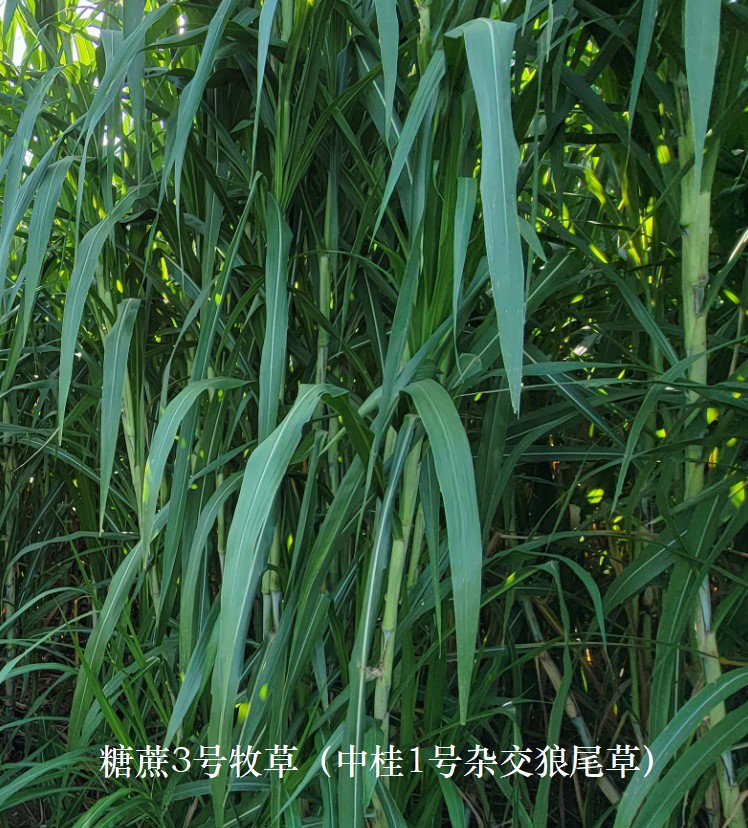 糖蔗3號牧草（中桂1號雜交狼尾草），禾本科多年生高產、高碳水化合物（高糖）新品種