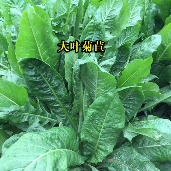 大葉菊苣----高蛋白質(zhì)含量，防畜禽拉稀、止瀉飼草