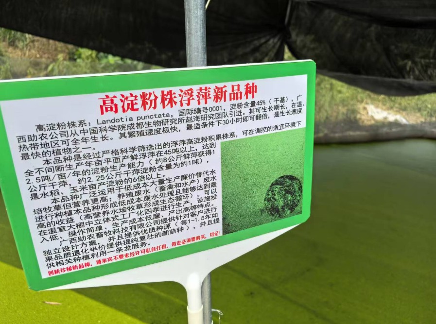 飼料型浮萍新品種：高淀粉株系（紫萍）：Landotia punctata，國際編號(hào)0001，淀粉含量最高可達(dá)45%
