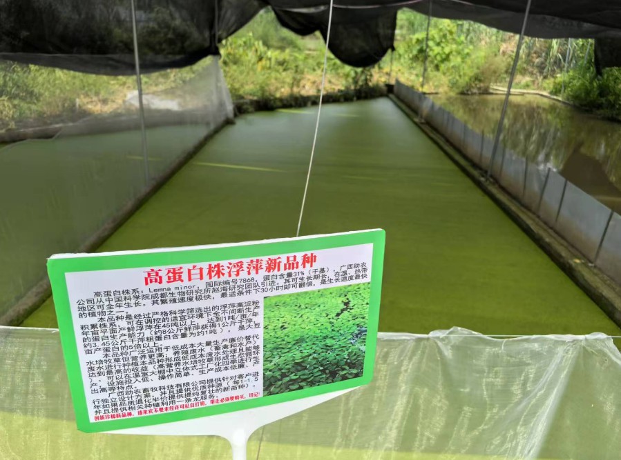 飼料型浮萍新品種：高蛋白株系：Lemna minor，國際編號(hào)7868，粗蛋白含量最高31%