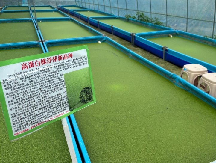 【營養(yǎng)大王·高效蛋白源】飼料型高蛋白浮萍——畝年產(chǎn)1噸天然高蛋白飼料，養(yǎng)殖降本增效利器！
