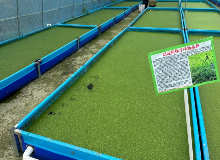 【營養(yǎng)大王·高效淀粉源】飼料型高淀粉浮萍——畝年產(chǎn)6倍淀粉，養(yǎng)殖降本增效利器！