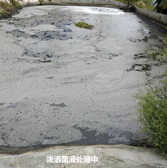 畜禽流體糞污快速發(fā)酵劑處理污水邊液態(tài)有機肥現(xiàn)場圖.png