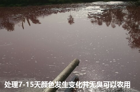 畜禽流體糞污快速發(fā)酵劑處理污水邊液態(tài)有機肥發(fā)生變化變成紅色.png