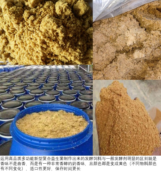 使用高品質(zhì)多功能新型復合益生菌制作出來的發(fā)酵飼料為黃色.jpg