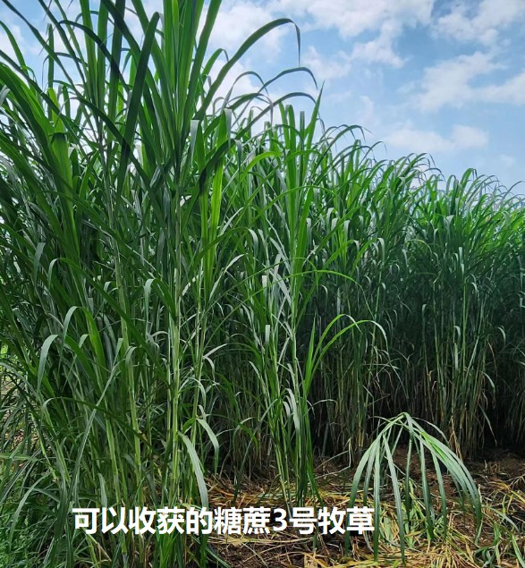 可以收獲的糖蔗3號(hào)牧草.jpg