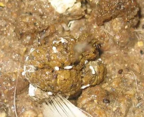 雞過(guò)料引起的糞便.jpg