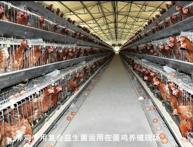 養(yǎng)雞專用復合益生菌運用在蛋雞養(yǎng)殖現(xiàn)場.jpg