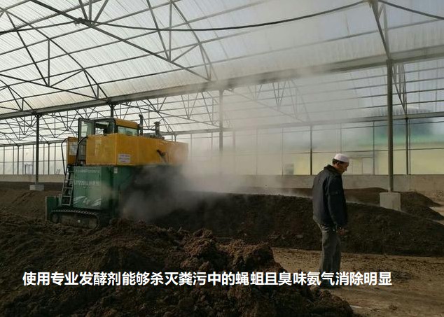 使用專業(yè)發(fā)酵劑能夠殺滅糞污中的蠅蛆且臭味氨氣消除明顯.jpg