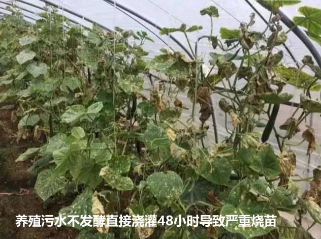養(yǎng)殖污水不發(fā)酵直接澆灌48小時(shí)導(dǎo)致嚴(yán)重?zé)?jpg