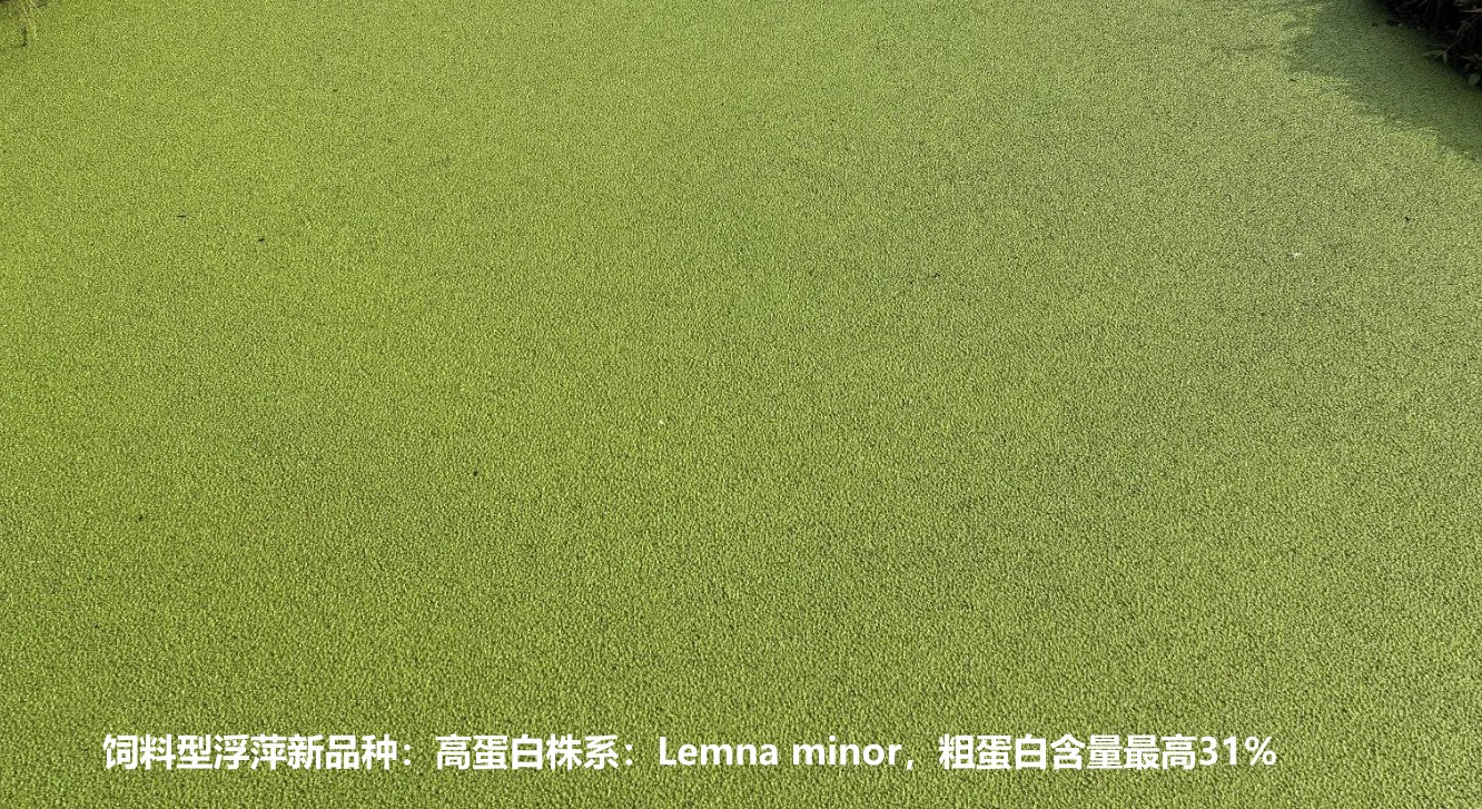 飼料型浮萍新品種：高蛋白株系：Lemna minor，國際編號7868，粗蛋白含量最高31%.jpg