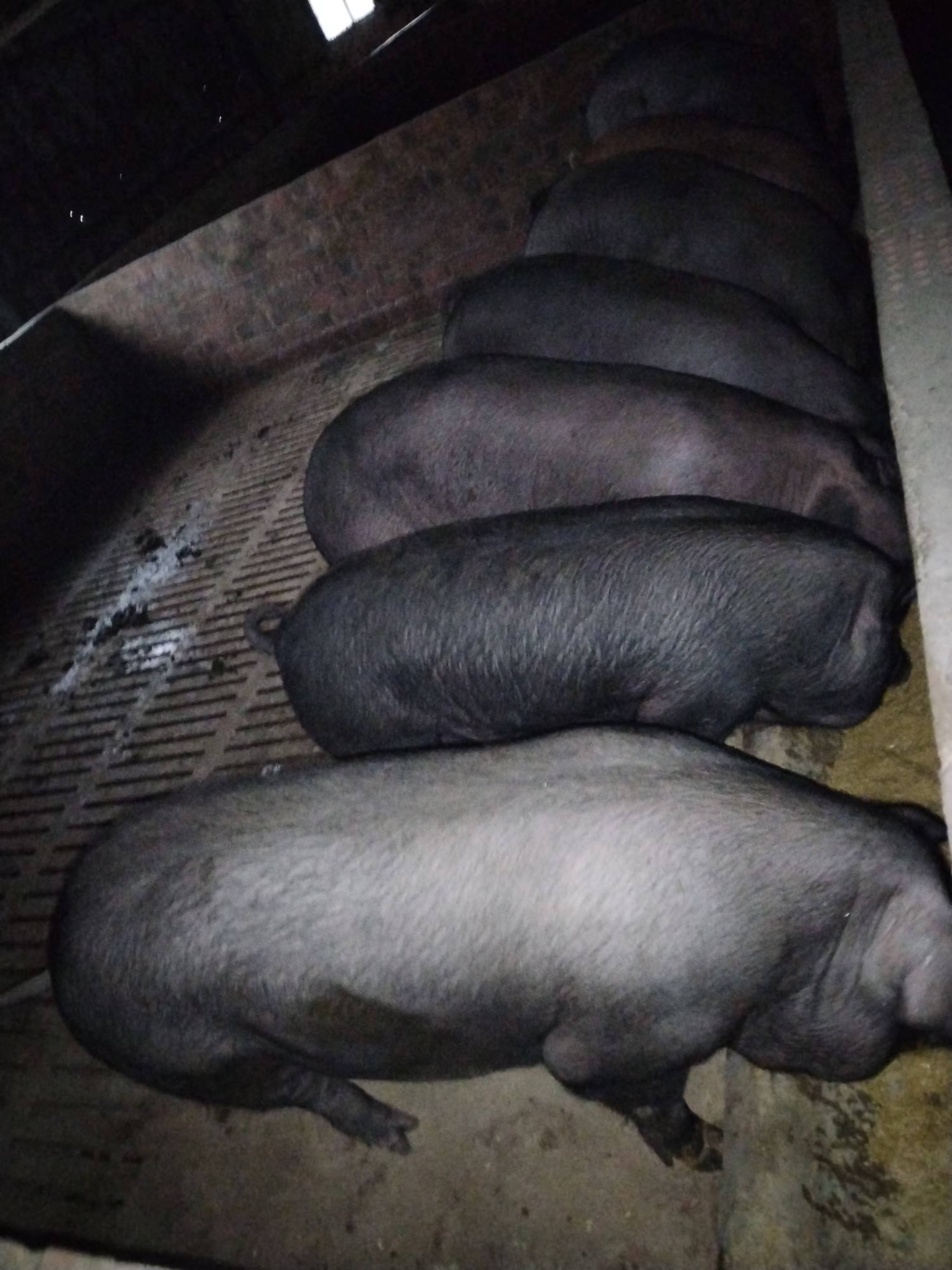 發酵飼料飼喂黑豬1.jpg