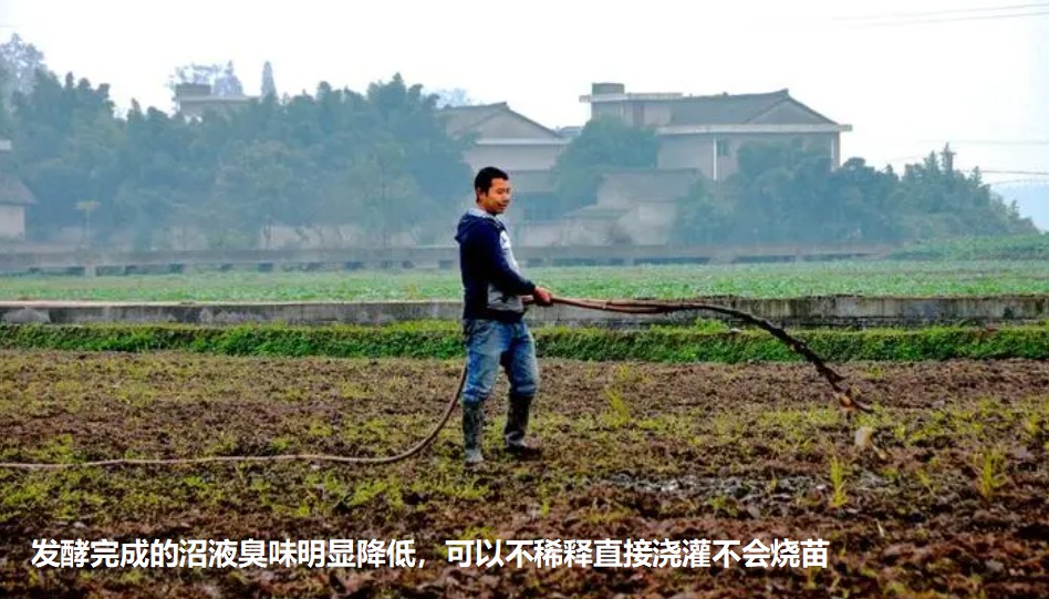 發酵完成的沼液臭味明顯降低，可以不稀釋直接澆灌不會燒苗.jpg