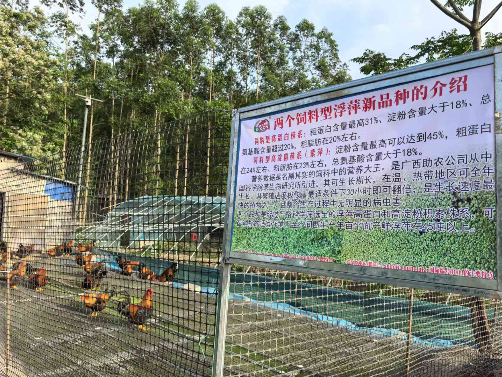 一種耦合浮萍培養(yǎng)、發(fā)酵床與節(jié)糧型低成本養(yǎng)殖禽類的生態(tài)循環(huán)方法3.jpg