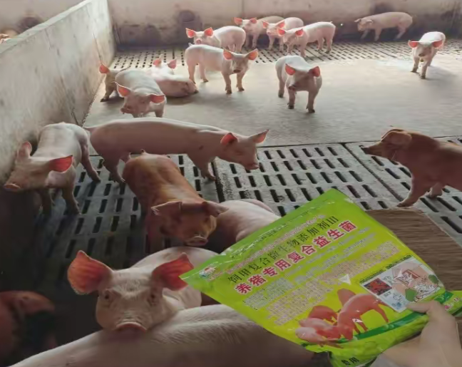 養豬專用復合益生菌3.jpg