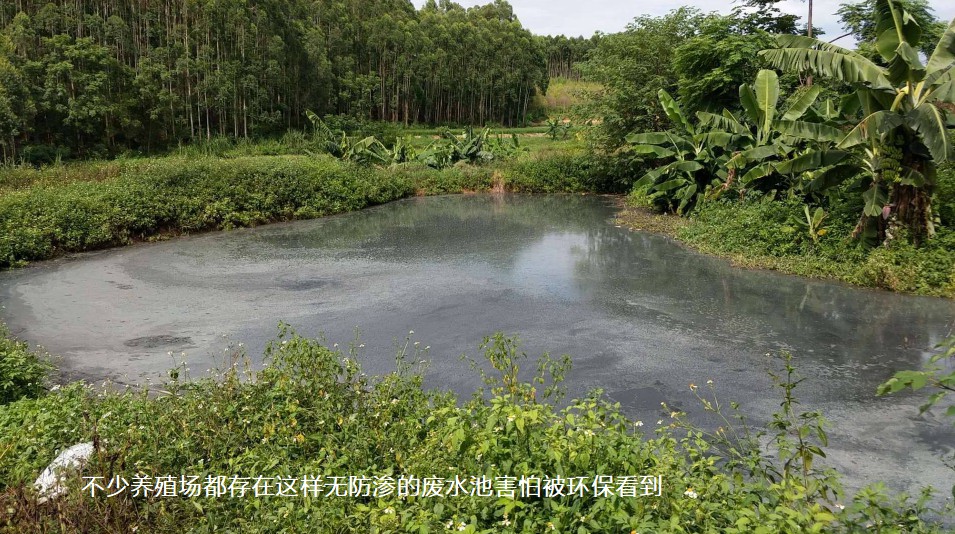 不少養(yǎng)殖場都存在這樣無防滲的廢水池害怕被環(huán)保看到.jpg