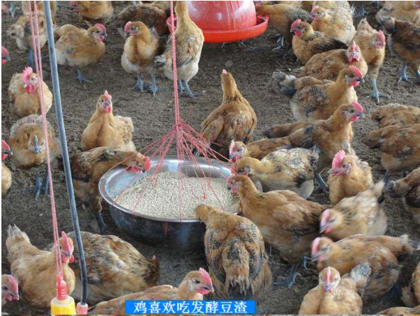 活力發酵床5.png