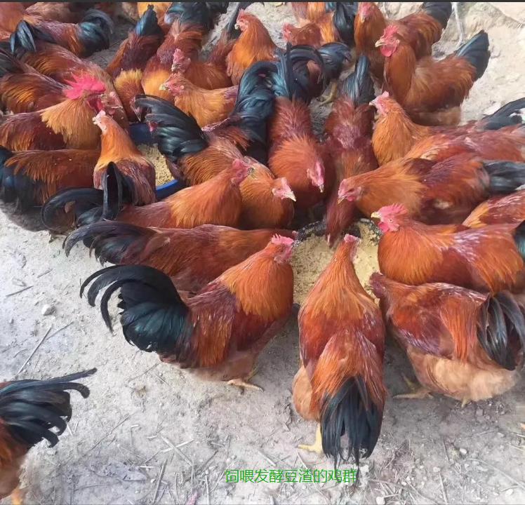 飼養(yǎng)成本4.jpg