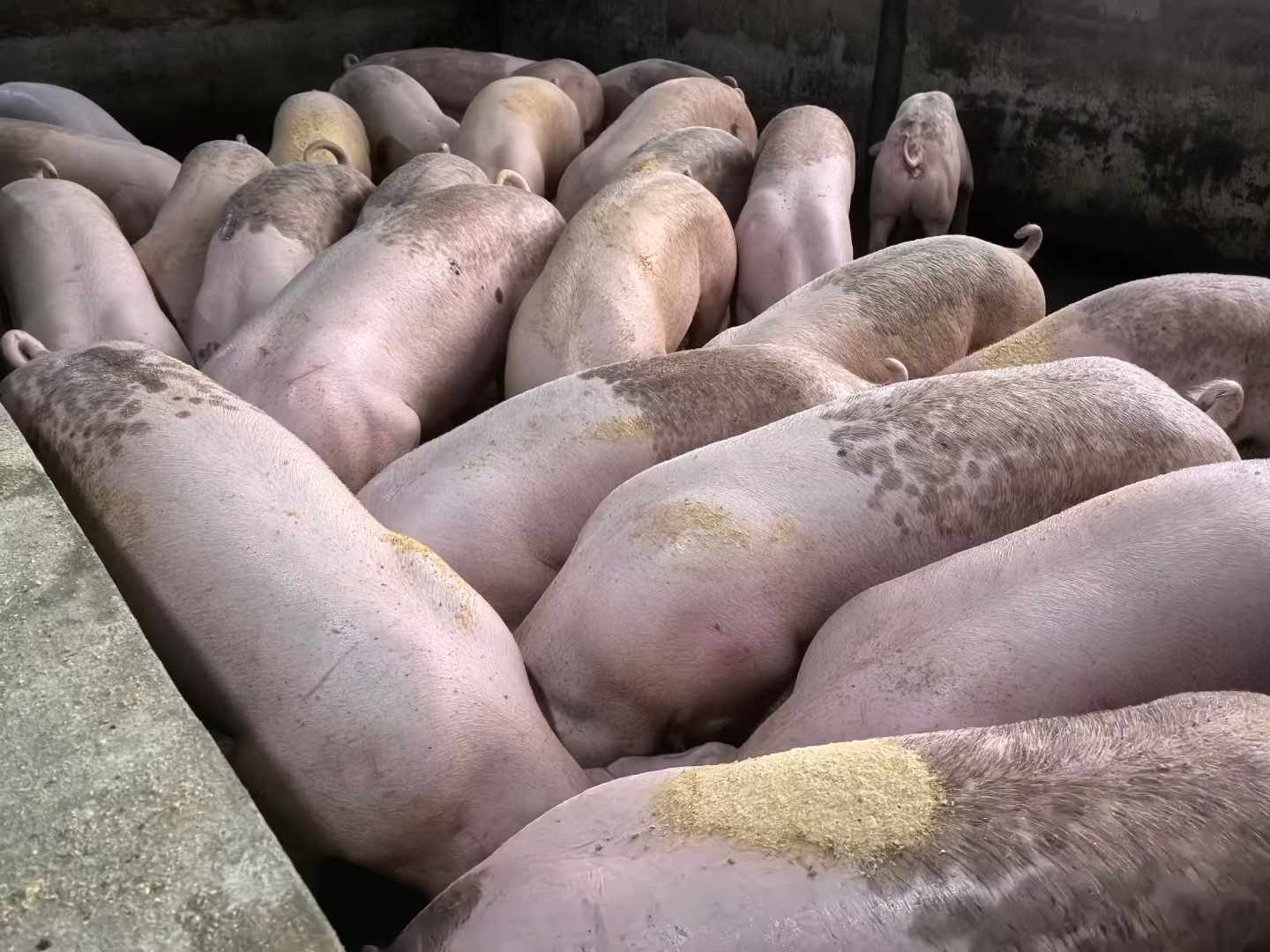 發(fā)酵飼料喂豬1.jpg